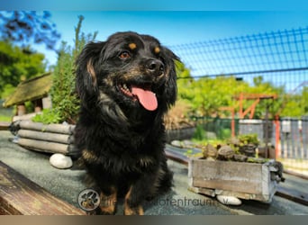 Nella, kleine Hundedame sucht liebevolles Zuhause