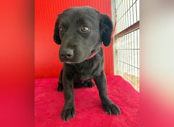 liebenswerte kleine SZISZI - 1,5 Jahre, 35cm/11kg - Mischling