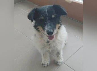 ❤️ BORI - Hündchen fürs Herz - 8 Jahre, 30cm/10kg - Mischling