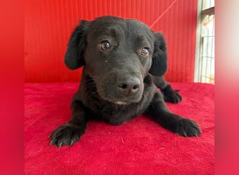 liebenswerte kleine SZISZI - 1,5 Jahre, 35cm/11kg - Mischling