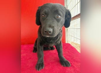 liebenswerte kleine SZISZI - 1,5 Jahre, 35cm/11kg - Mischling