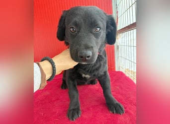 liebenswerte kleine SZISZI - 1,5 Jahre, 35cm/11kg - Mischling