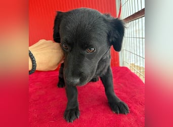 liebenswerte kleine SZISZI - 1,5 Jahre, 35cm/11kg - Mischling