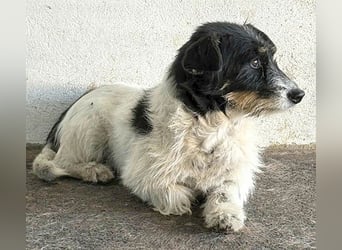❤️ BORI - Hündchen fürs Herz - 8 Jahre, 30cm/10kg - Mischling