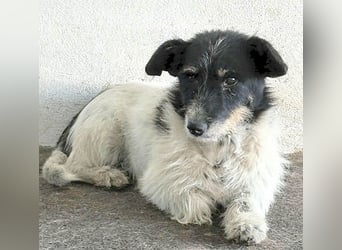 ❤️ BORI - Hündchen fürs Herz - 8 Jahre, 30cm/10kg - Mischling