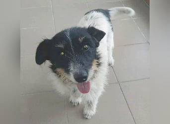 ❤️ BORI - Hündchen fürs Herz - 8 Jahre, 30cm/10kg - Mischling