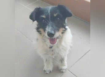 ❤️ BORI - Hündchen fürs Herz - 8 Jahre, 30cm/10kg - Mischling