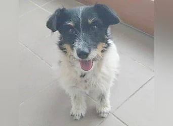 ❤️ BORI - Hündchen fürs Herz - 8 Jahre, 30cm/10kg - Mischling