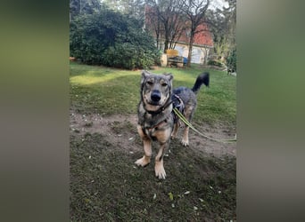 Schlaue Maya sucht liebevolles Zuhause