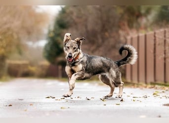Schlaue Maya sucht liebevolles Zuhause