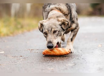 Schlaue Maya sucht liebevolles Zuhause