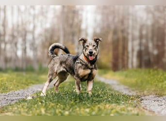 Schlaue Maya sucht liebevolles Zuhause
