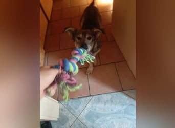 Schlaue Maya sucht liebevolles Zuhause