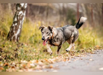 Schlaue Maya sucht liebevolles Zuhause