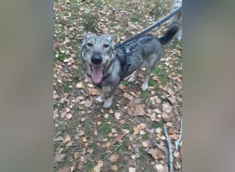 Schlaue Maya sucht liebevolles Zuhause