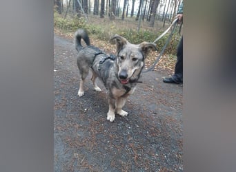 Schlaue Maya sucht liebevolles Zuhause