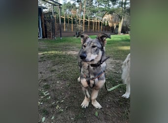 Schlaue Maya sucht liebevolles Zuhause