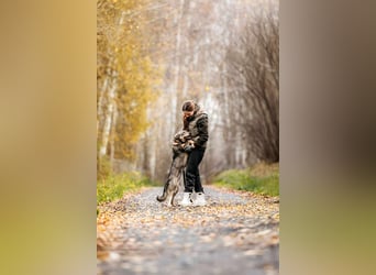 Schlaue Maya sucht liebevolles Zuhause