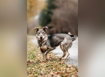 Schlaue Maya sucht liebevolles Zuhause