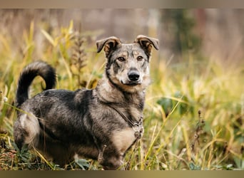 Schlaue Maya sucht liebevolles Zuhause