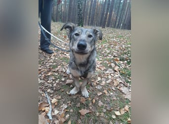 Schlaue Maya sucht liebevolles Zuhause