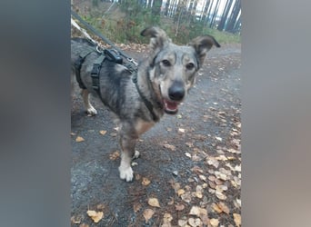 Schlaue Maya sucht liebevolles Zuhause