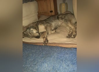 Schlaue Maya sucht liebevolles Zuhause