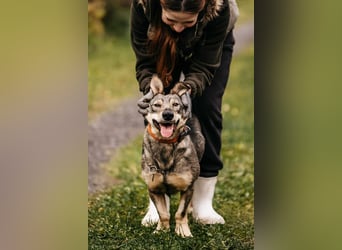 Schlaue Maya sucht liebevolles Zuhause