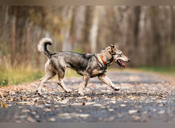 Schlaue Maya sucht liebevolles Zuhause