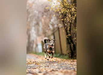 Schlaue Maya sucht liebevolles Zuhause