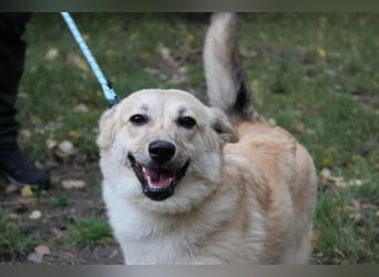 Hütehund-Mix, weiblich, geb. ca. 07.03.2025, blond-beige , ist ein junger Rohdiamant