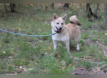 Hütehund-Mix, weiblich, geb. ca. 07.03.2025, blond-beige , ist ein junger Rohdiamant