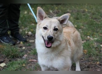 Hütehund-Mix, weiblich, geb. ca. 07.03.2025, blond-beige , ist ein junger Rohdiamant