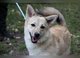 Hütehund-Mix, weiblich, geb. ca. 07.03.2025, blond-beige , ist ein junger Rohdiamant