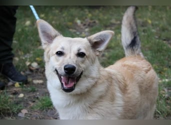 Hütehund-Mix, weiblich, geb. ca. 07.03.2025, blond-beige , ist ein junger Rohdiamant