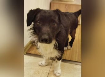 Barney – kleiner Kämpfer mit großem Herz für ALLE