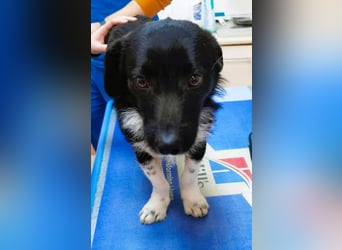 Barney – kleiner Kämpfer mit großem Herz für ALLE