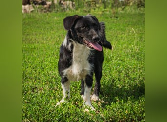 Barney – kleiner Kämpfer mit großem Herz für ALLE