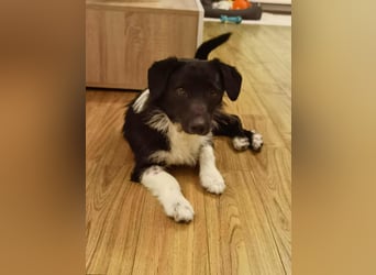 Barney – kleiner Kämpfer mit großem Herz für ALLE