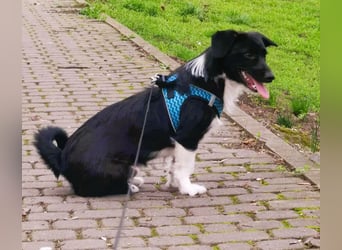 Barney – kleiner Kämpfer mit großem Herz für ALLE