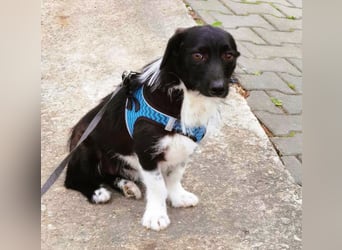 Barney – kleiner Kämpfer mit großem Herz für ALLE