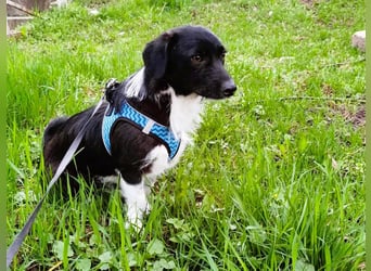 Barney – kleiner Kämpfer mit großem Herz für ALLE