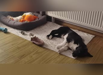 Barney – kleiner Kämpfer mit großem Herz für ALLE