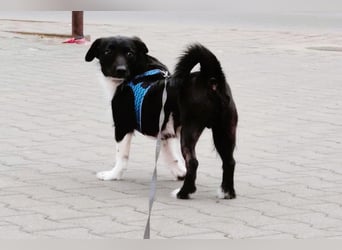 Barney – kleiner Kämpfer mit großem Herz für ALLE