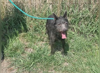 Amira, geboren 2022, 39cm sucht ihre Chance