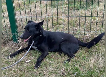 Rico, geboren 15.11.2020, 42cm sucht seine Menschen