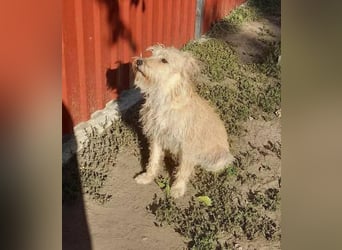 Berci, 1,5 Jahre, 35cm, wartet auf sein Glück
