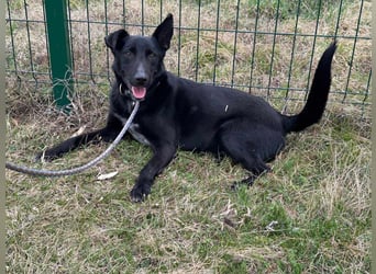 Rico, geboren 15.11.2020, 42cm sucht seine Menschen