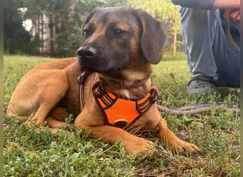 Belfegor, geboren 05.01.2025, 41cm sucht sein Körbchen