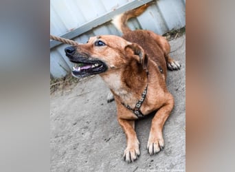 Füge, geb. 2021, 40 cm wartet sehnsüchtig auf seine Menschen